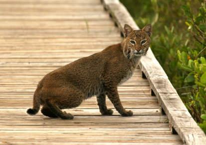 Bobcat Identification: What Does a Bobcat Look Like?